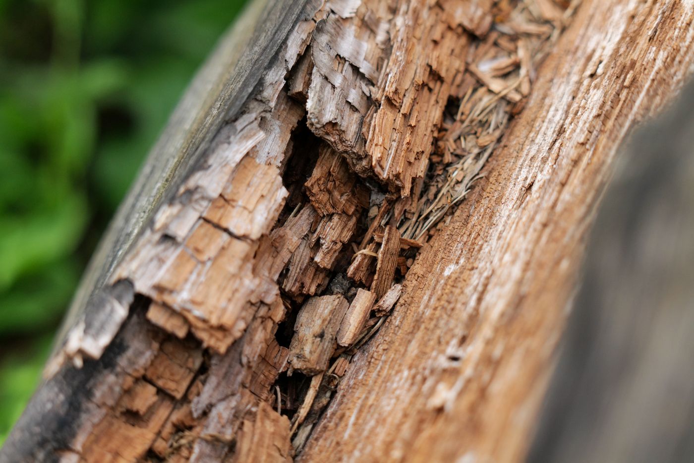 Close view of rotting, crumbling wood