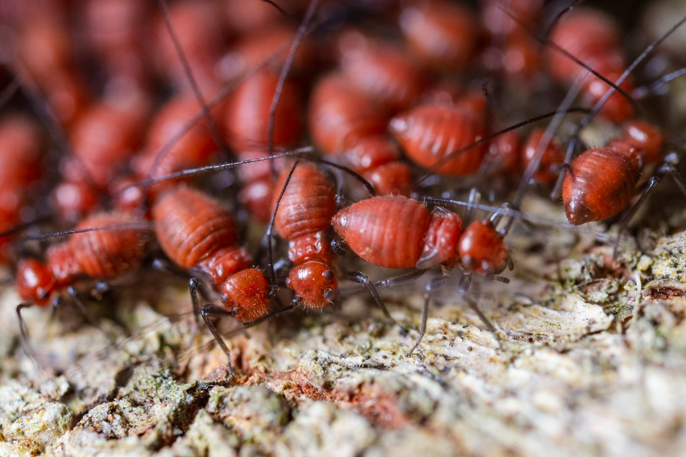 Close view of termites on wood