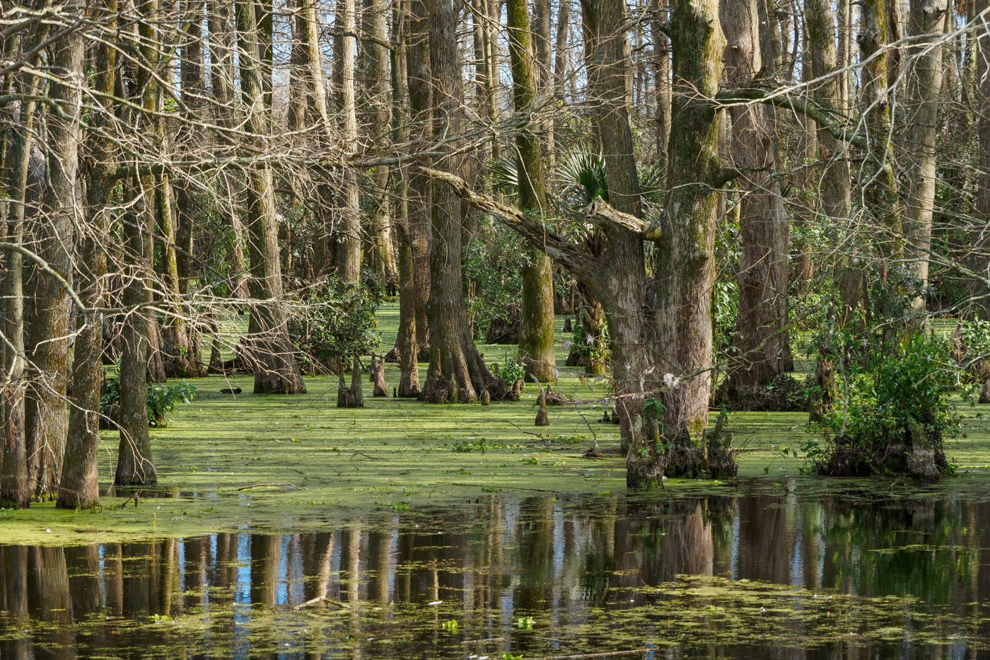 Cypress swamp with green water