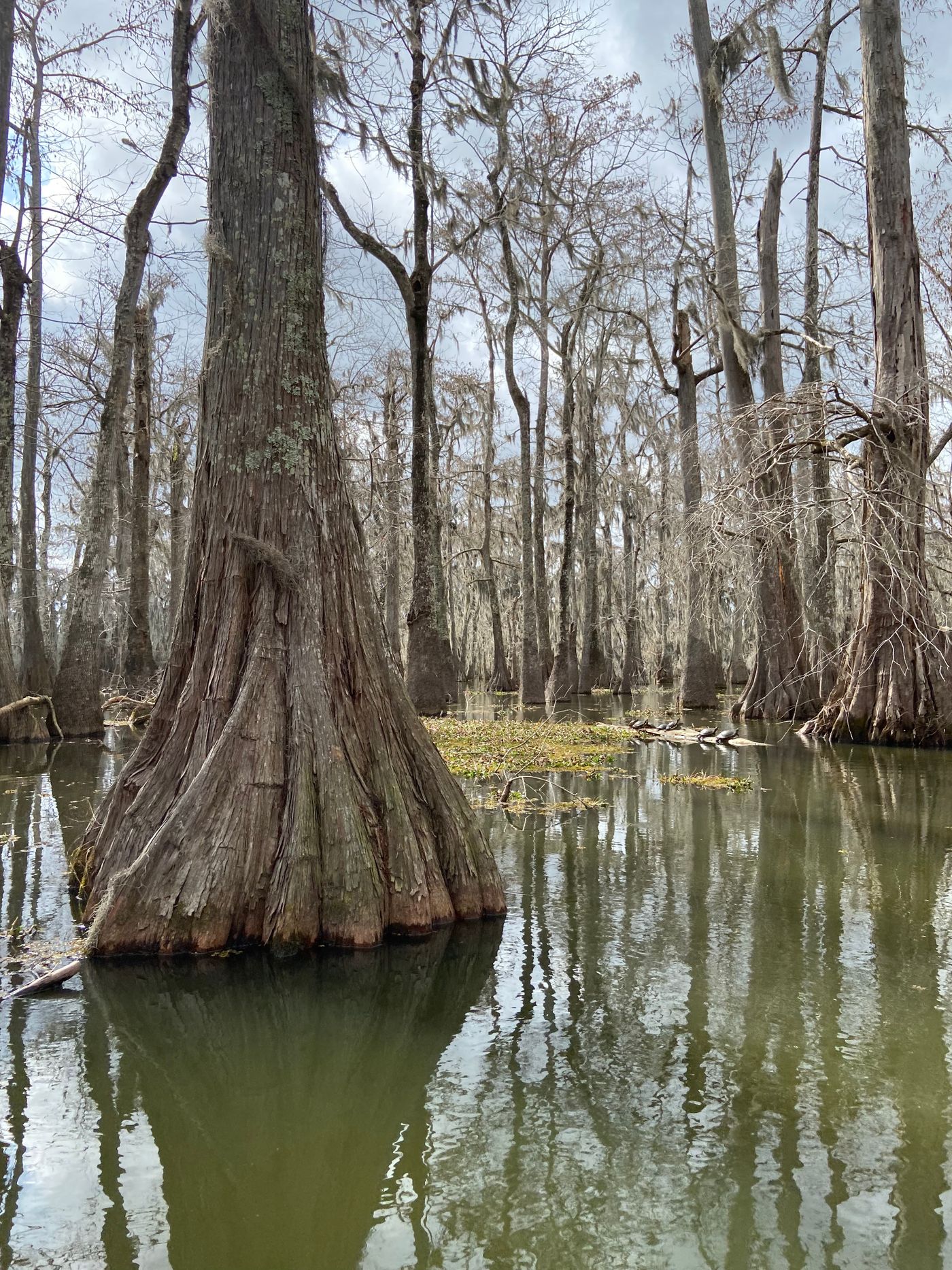 Cypress trunk standing in still swamp water