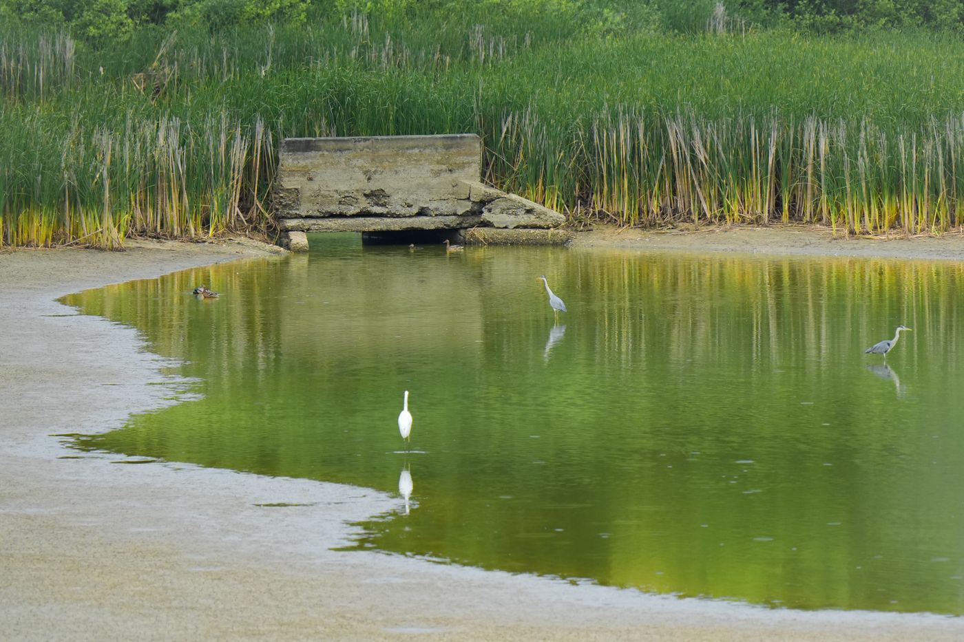 Egrets in a shallow wetland pond