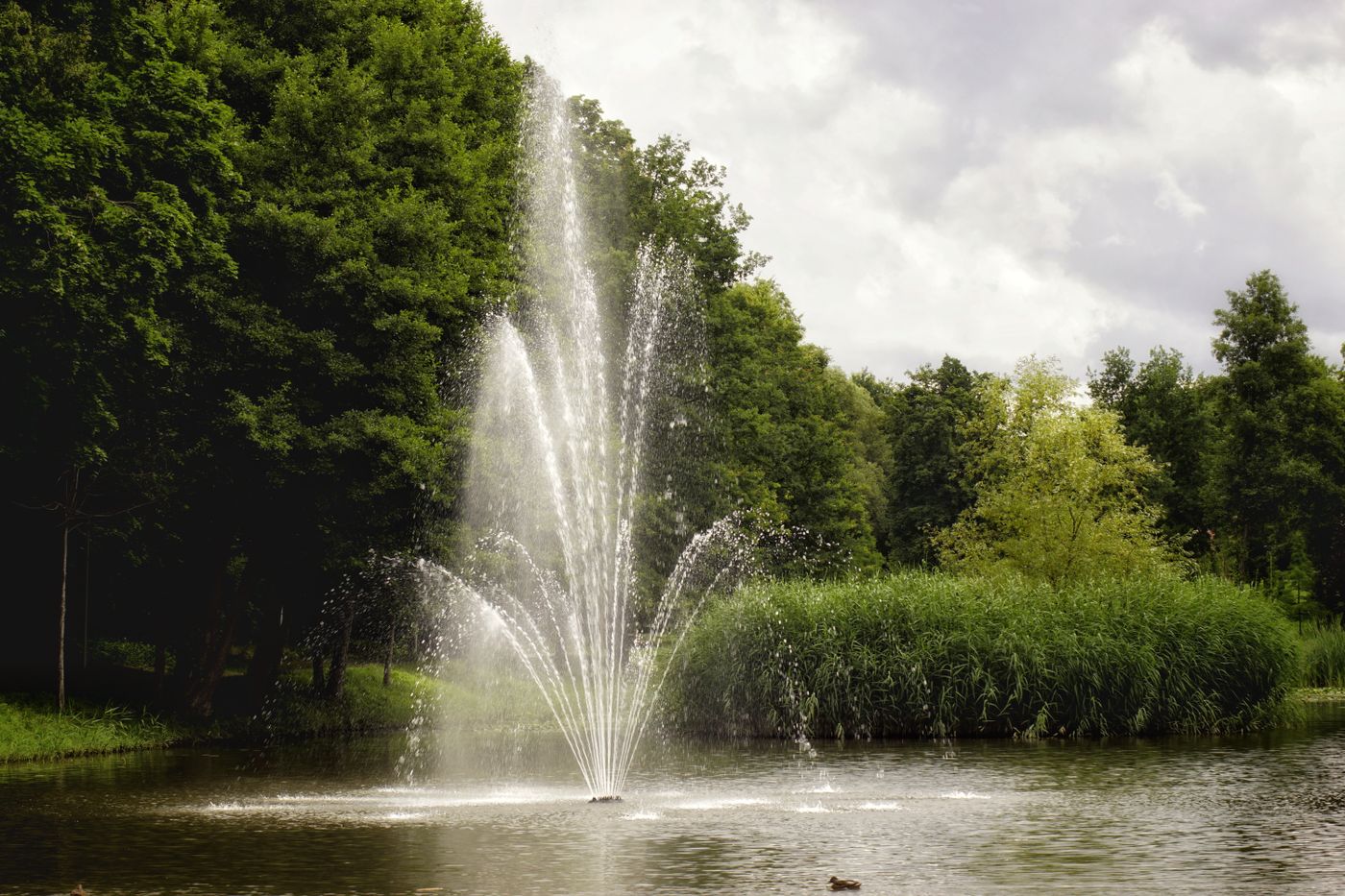 Fountain in a park pond with trees behind