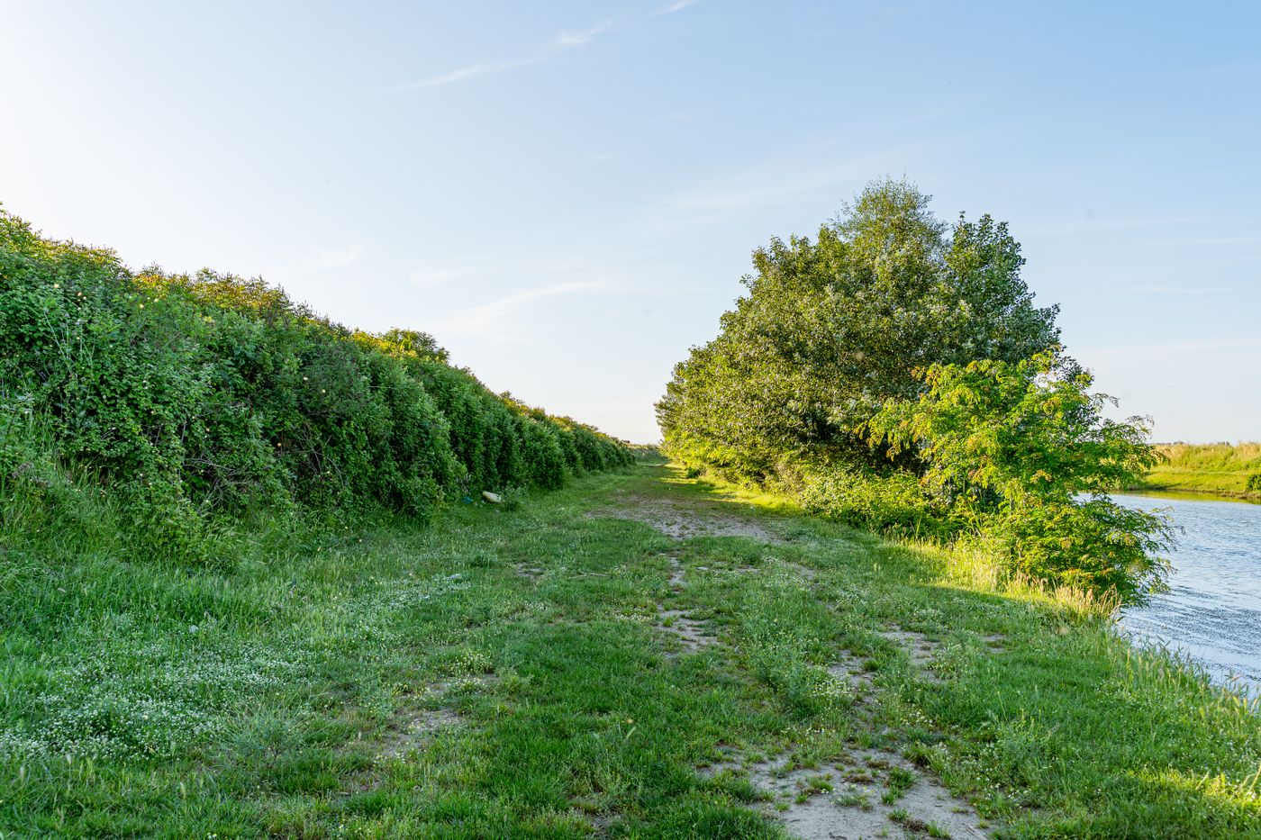 Grassy riverside path in summer