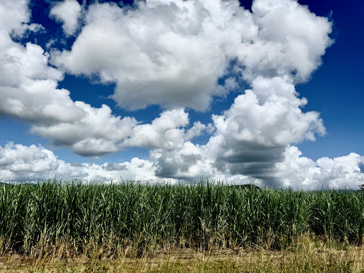Green crop field under big white clouds