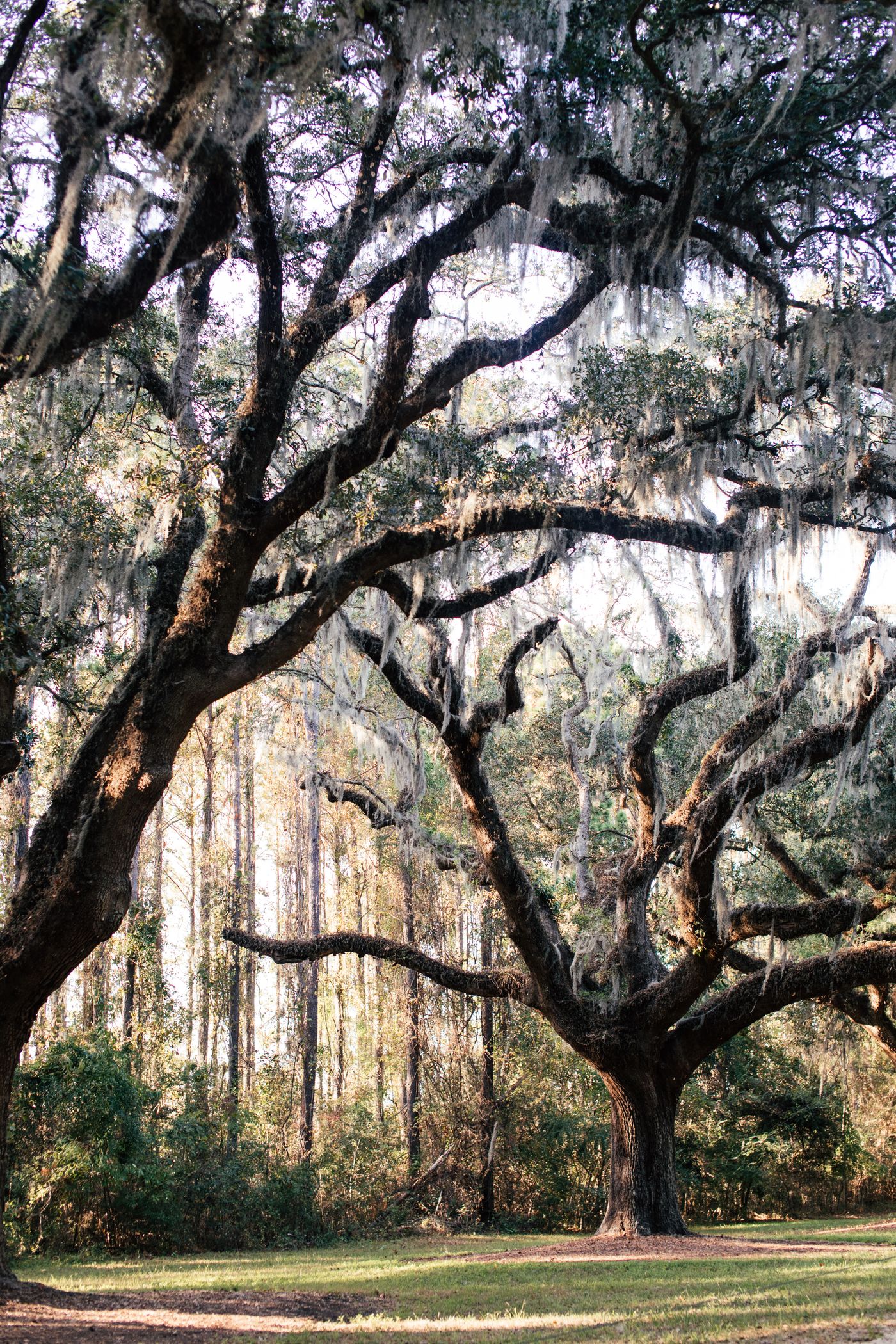 Live oaks draped in Spanish moss