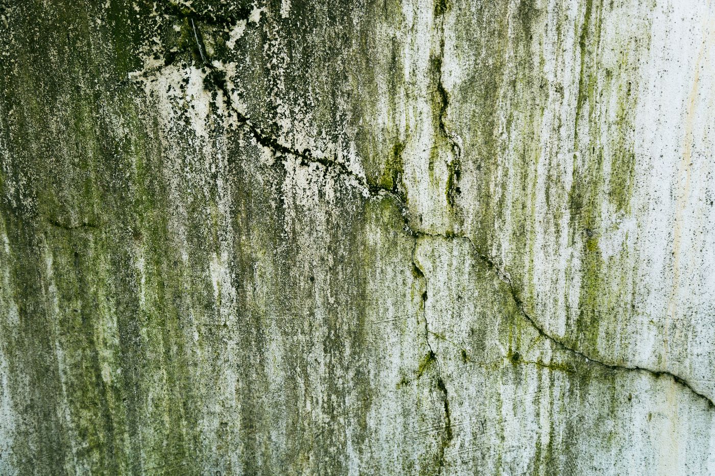 Mold growing across a damp wall