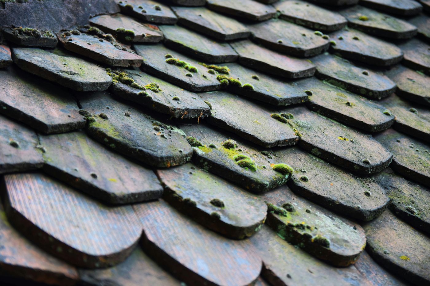 Moss growing between old roof shingles