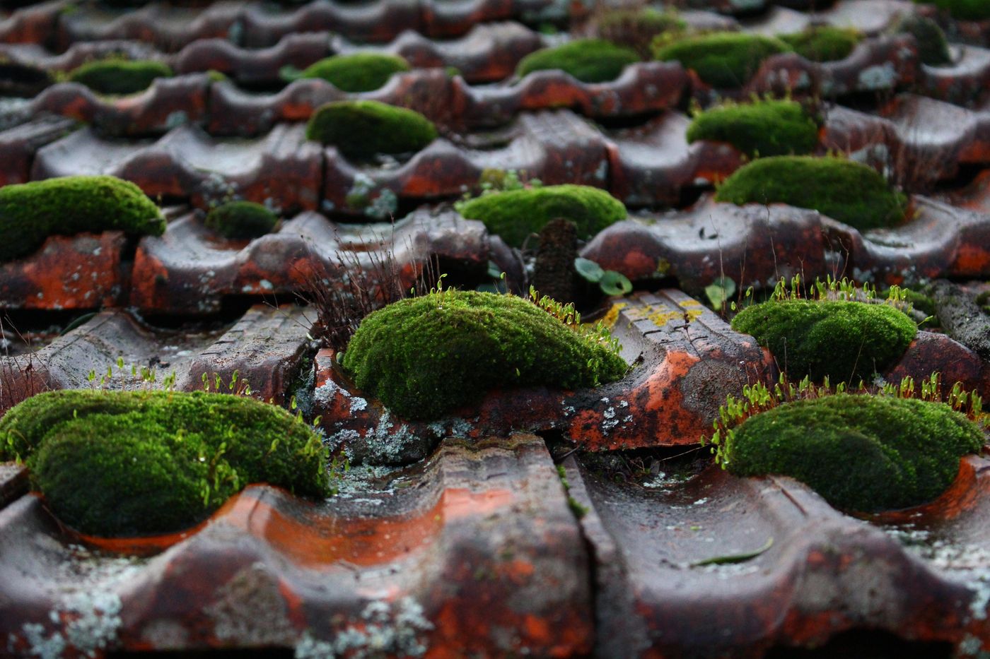 Moss growing in clumps on roof tiles