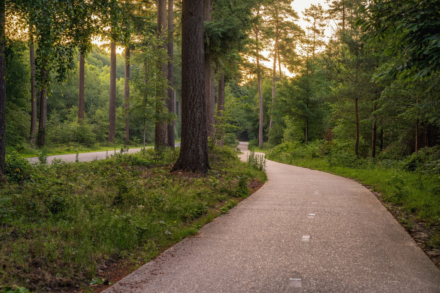 Paved path through a green forest