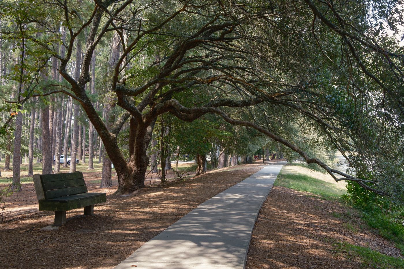 Paved path under oak trees in a park