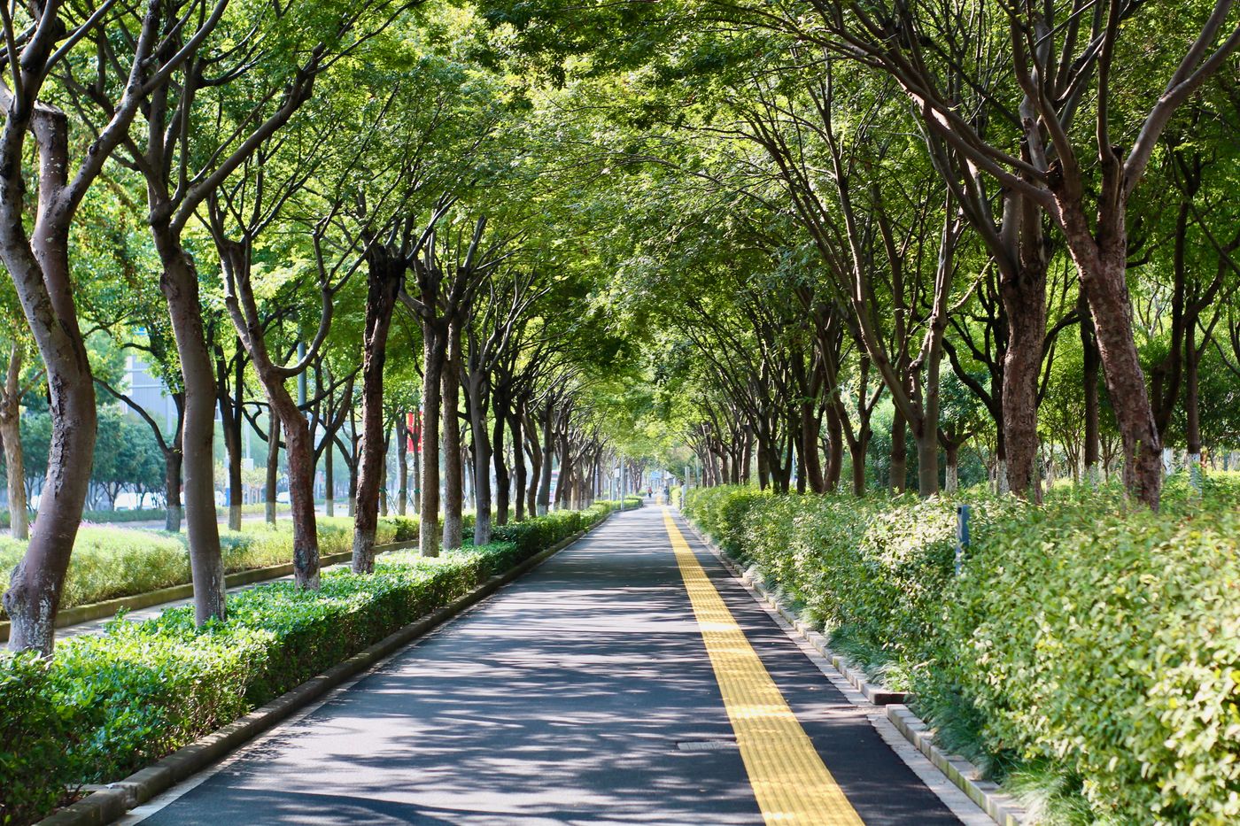 Paved trail under a canopy of trees