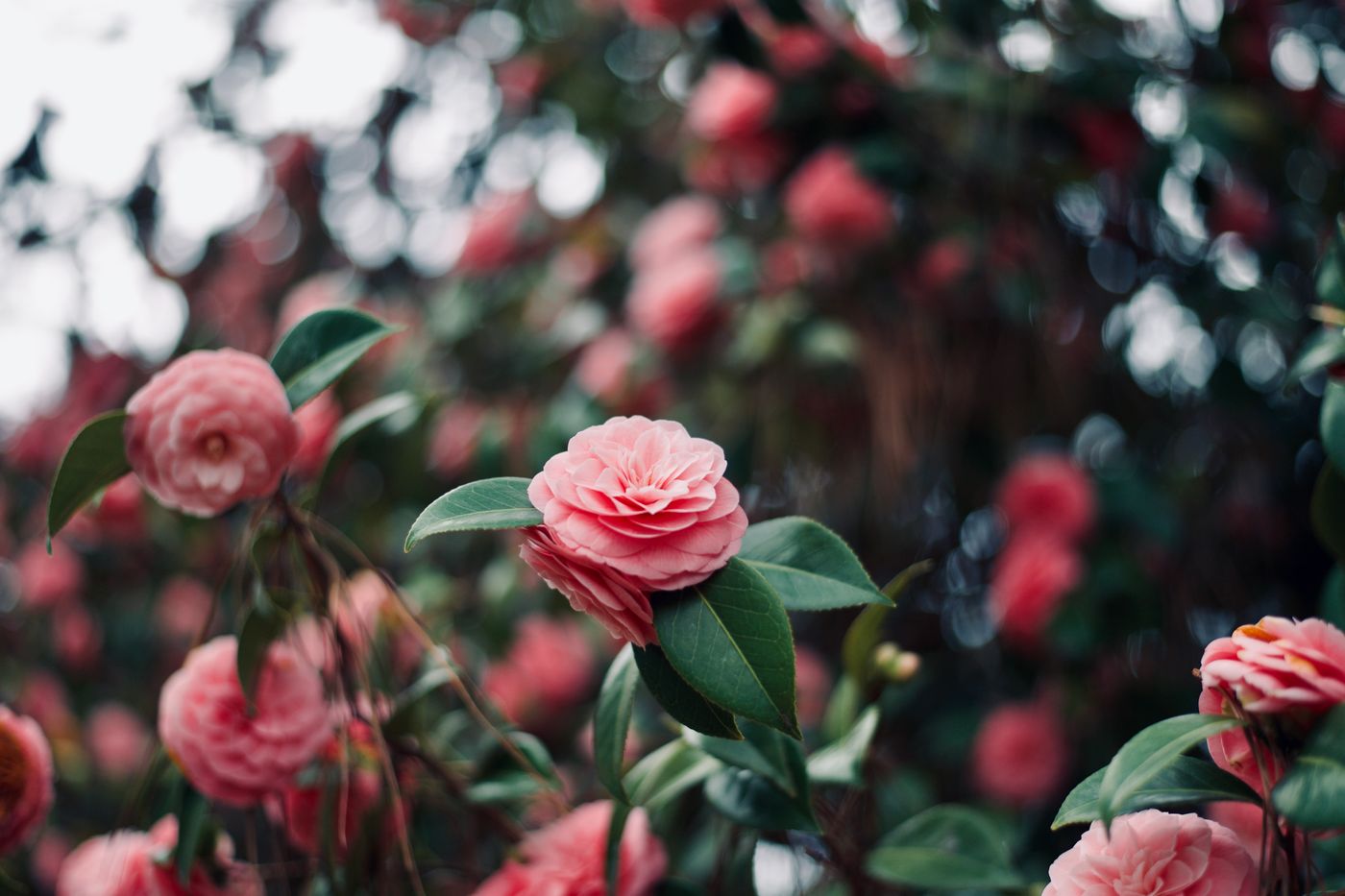 Pink camellias in bloom