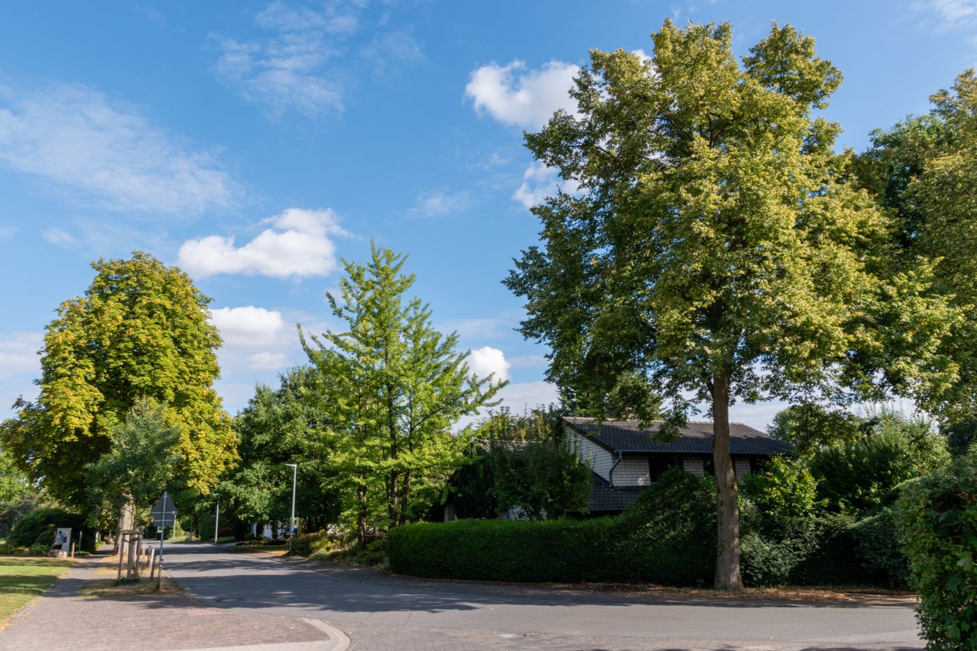 Quiet suburban street lined with trees