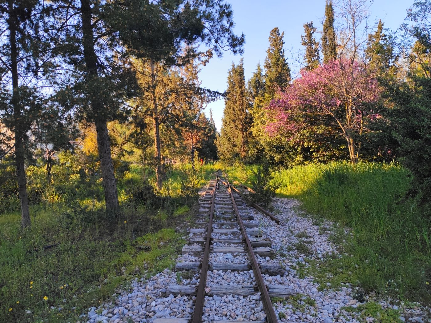 Railroad track running through trees