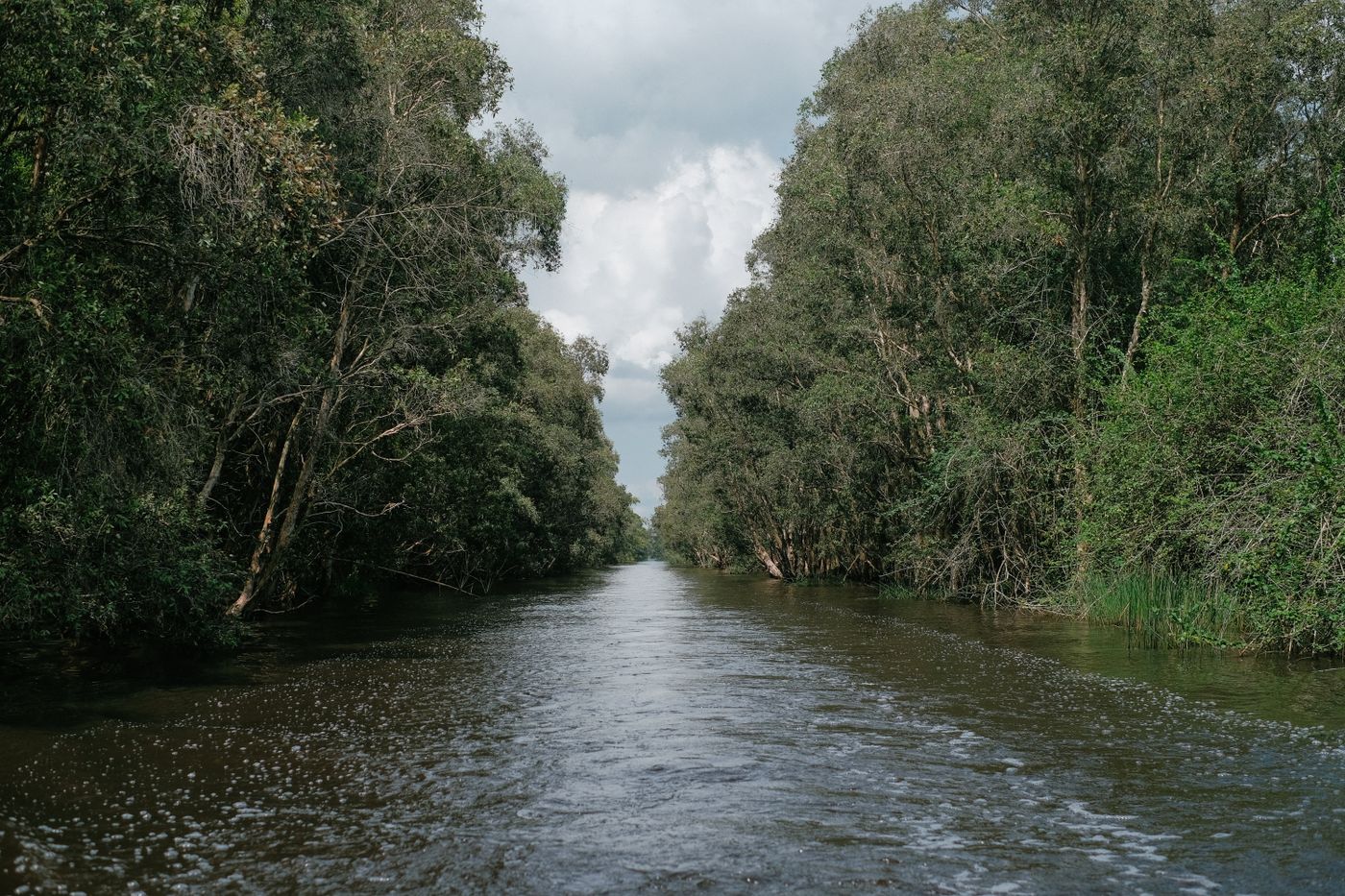 River flowing between thick green trees