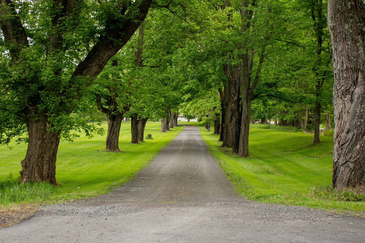 Tree-lined drive through green lawns