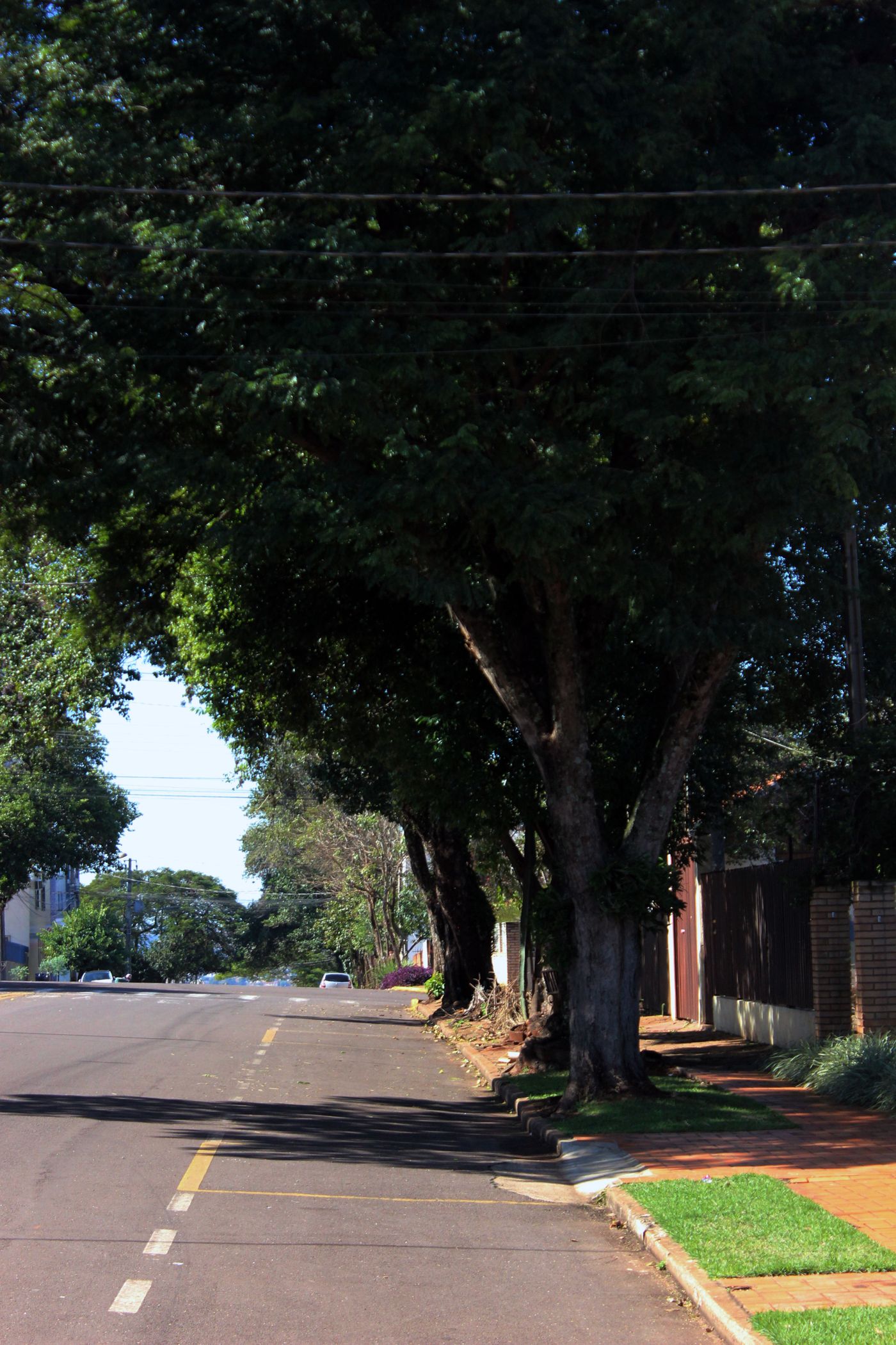 Tree-lined road in a quiet neighborhood