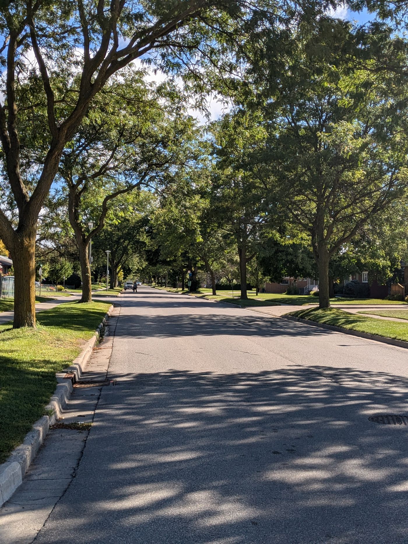 Tree-lined suburban street on a sunny day