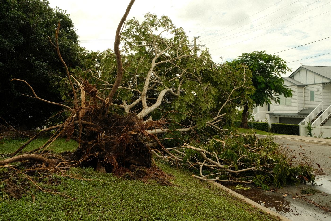Uprooted tree beside a house after a storm