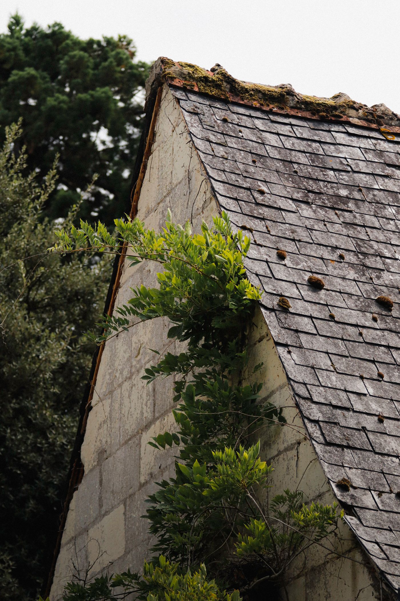 Weathered slate roof on a stone gable with ivy