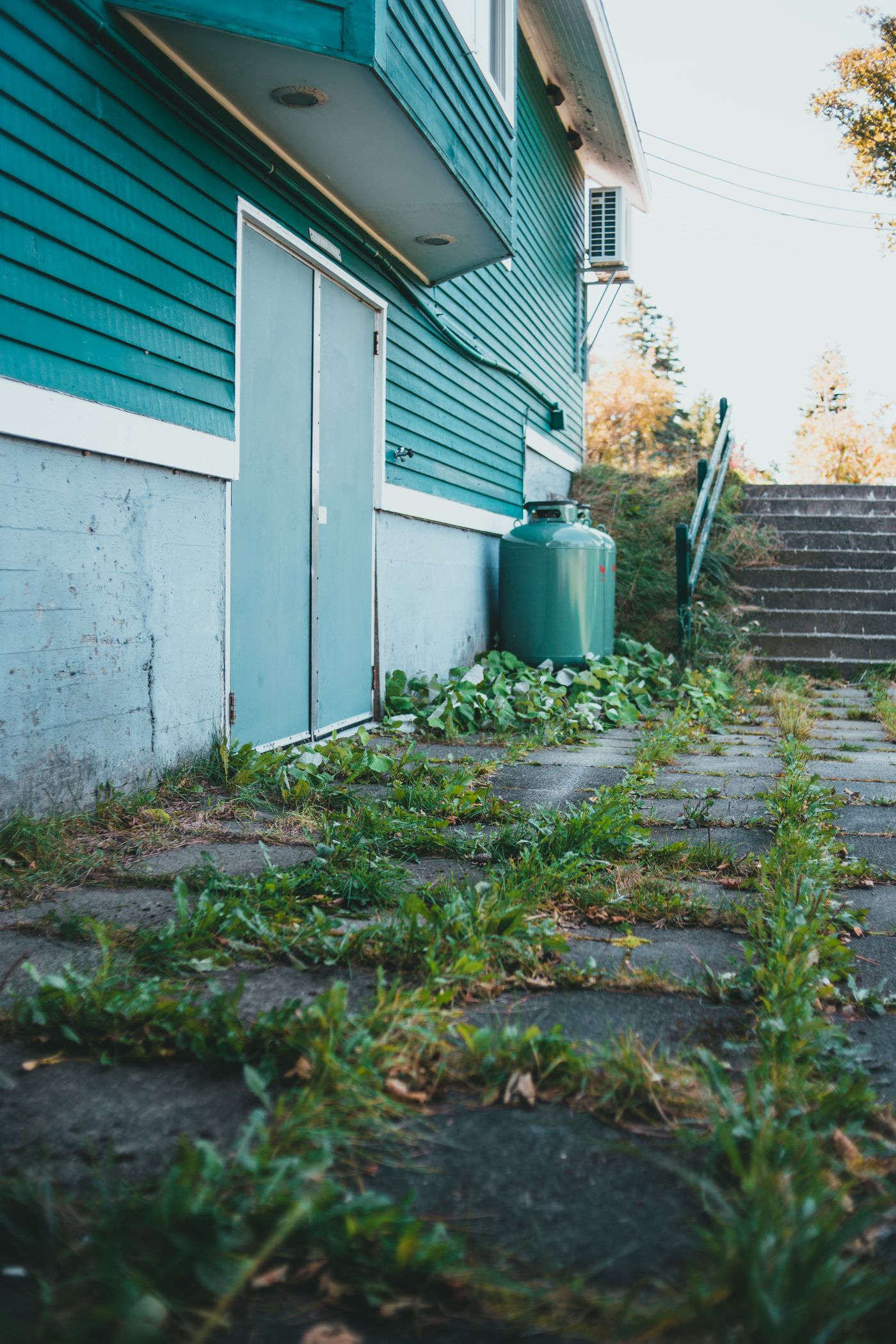 Weeds growing along the base of a weathered house